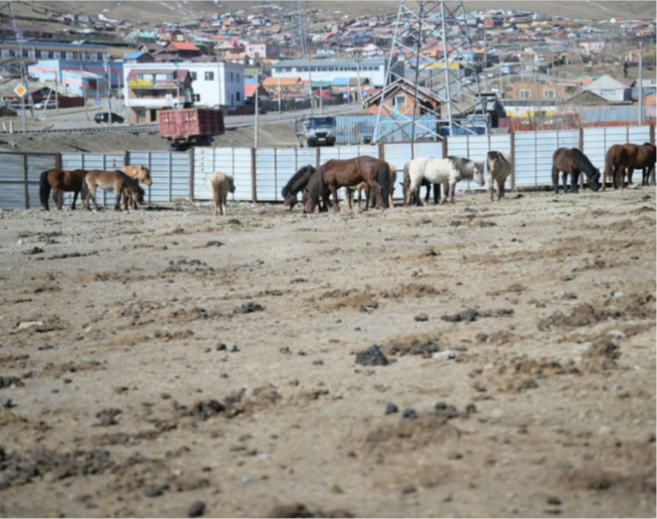 Нийслэлийн мал аж ахуй эрхлэхийг хориглосон бүсээс мал гаргах нэгдсэн арга хэмжээг зохион байгуулж байна